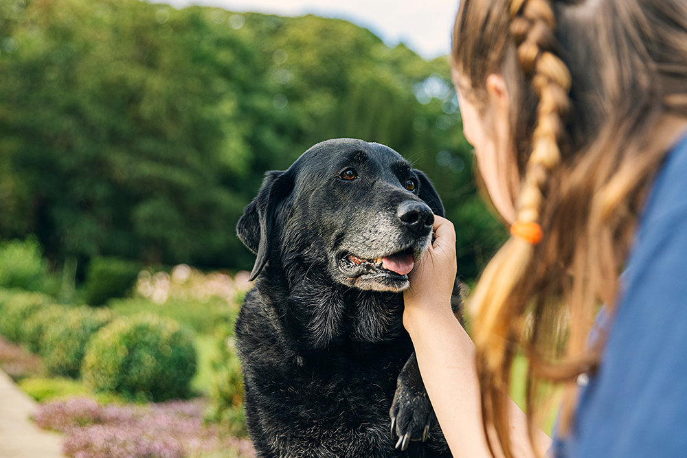 7 Reasons To Adopt a Senior Pet This November