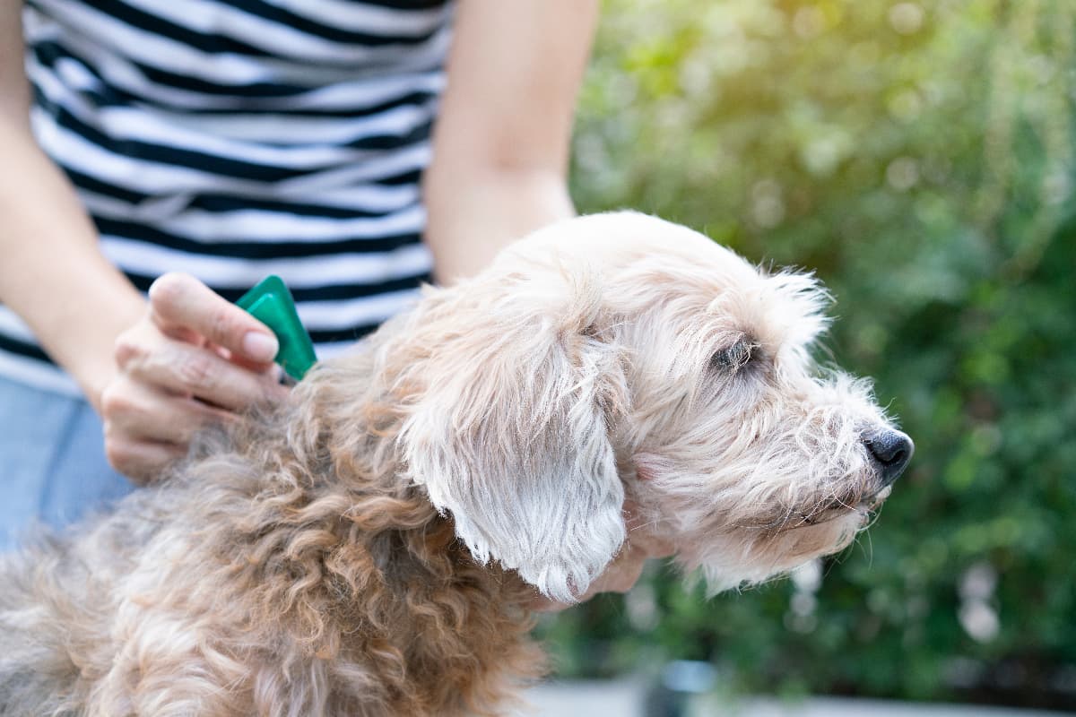 How to Choose the Best Flea & Tick Prevention for Dogs