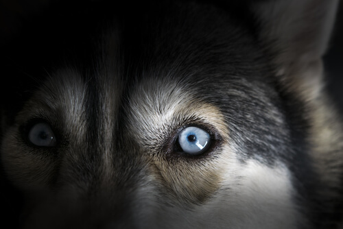 What To Do When Your Dogâ€™s A Night Owl