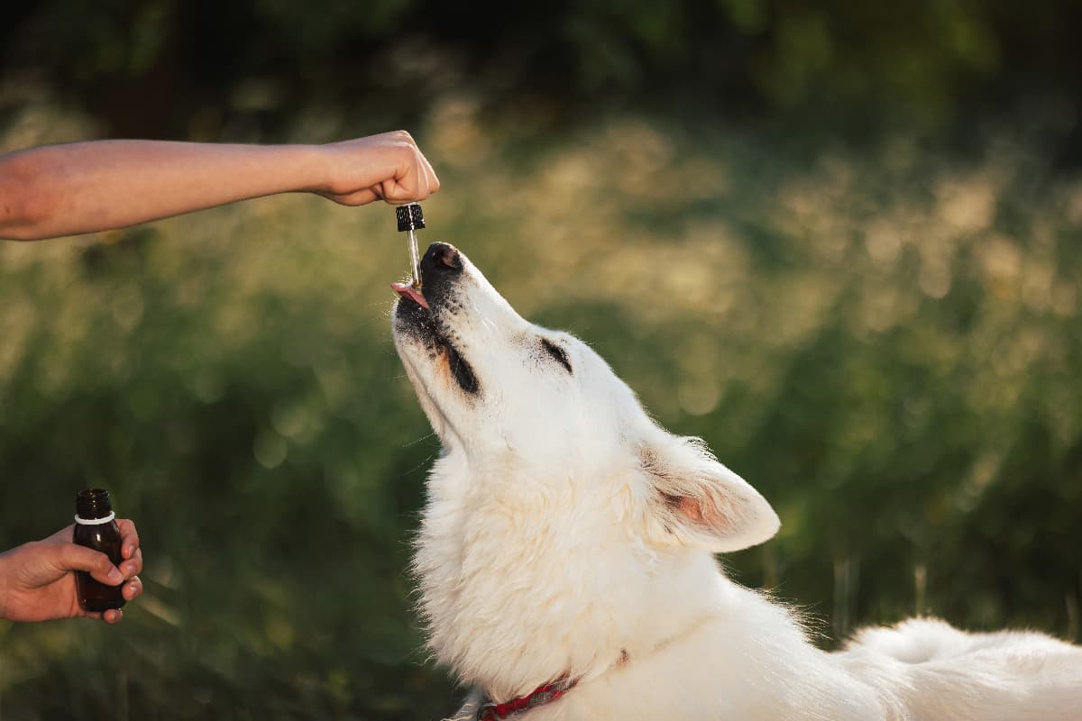 Are Chews, Powders, or Oils Best? How to Supplement Your Dogâ€™s Diet