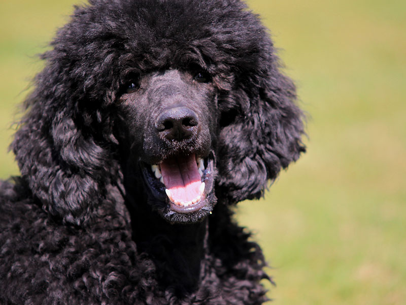 How To Groom a Dog That Has Curly Hair
