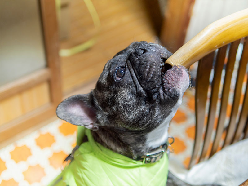 Why Your Dog Chews and What You Can Do About It