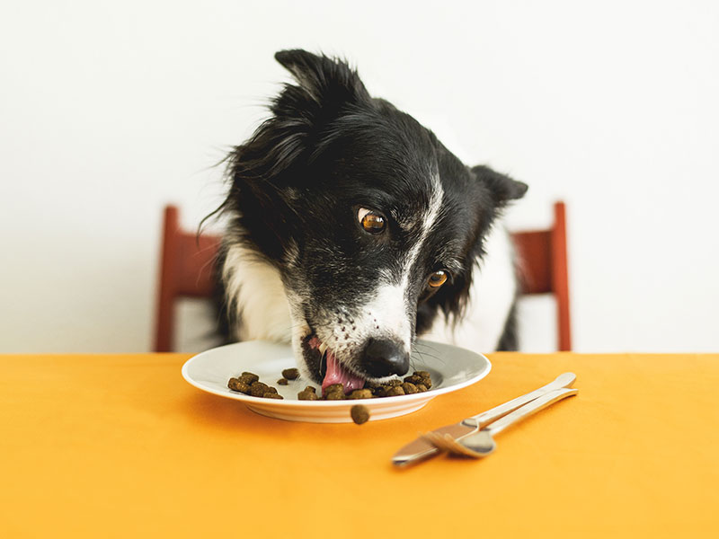 Is This Human Food Good or Bad for a Dog?