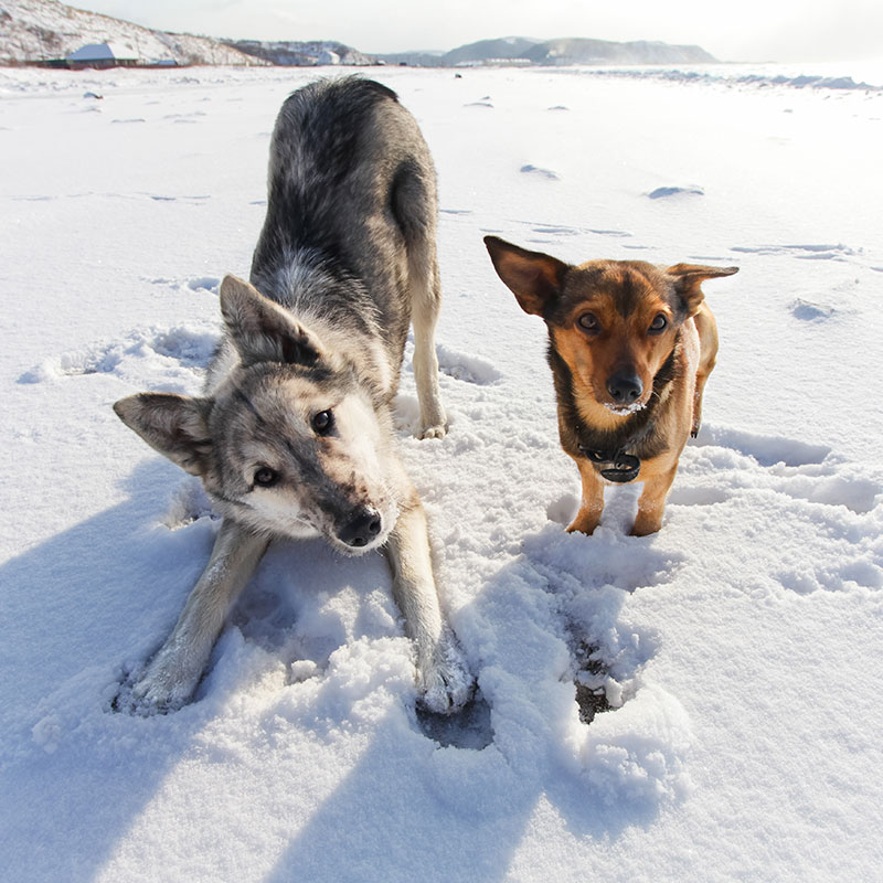 7 Winter Activities for Dogs
