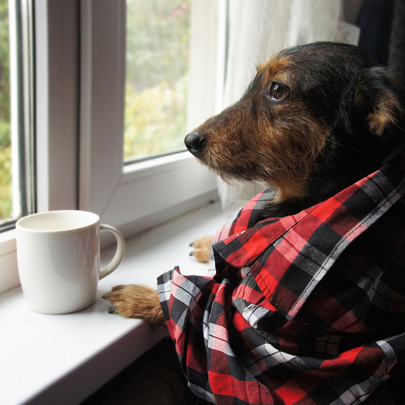 6 Winter Health Tips for Dogs