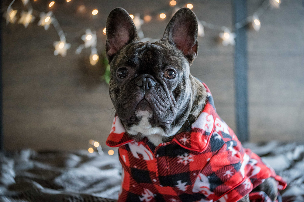 9 Adorable Dog Pajamas for the Holiday Season