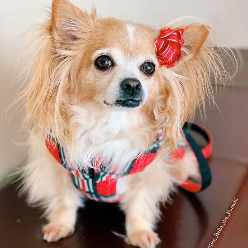 4 Dog Clothes Myths Just in Time for National Dress Your Pet Day