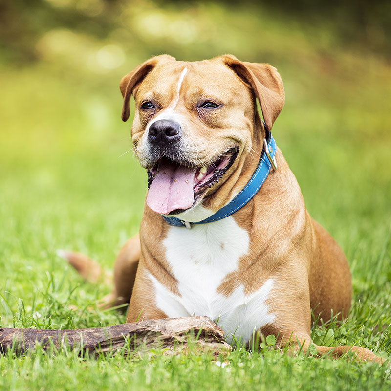 It's Time to Celebrate National Mutt Day!