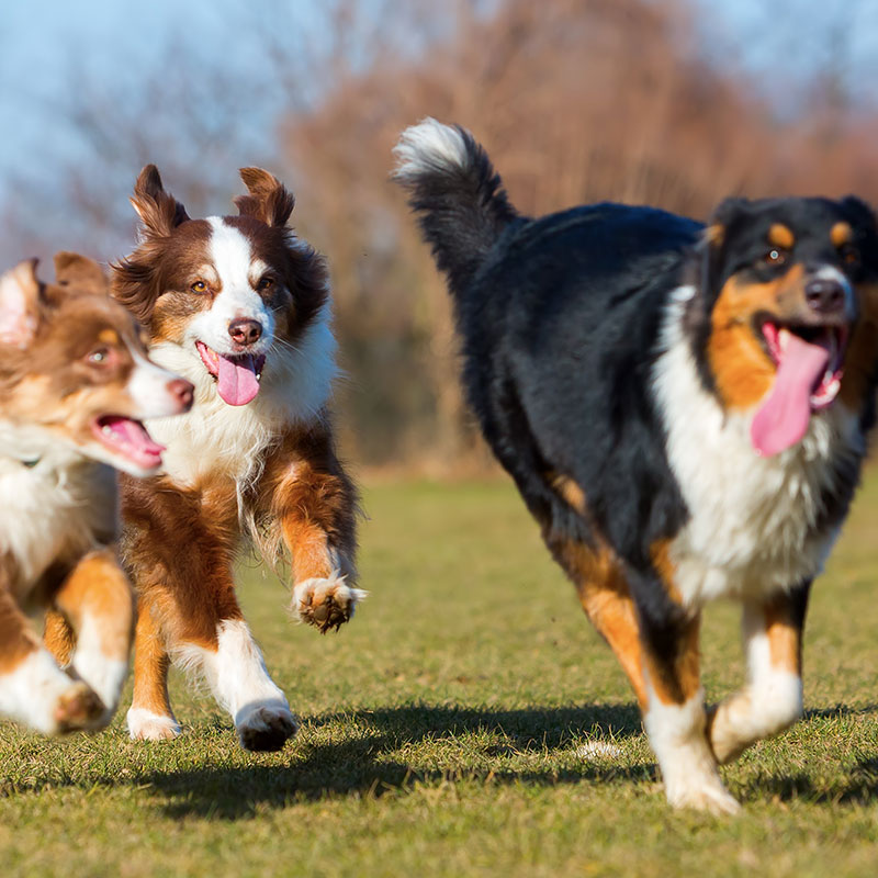 The Best Ways to Socialize Your Dog