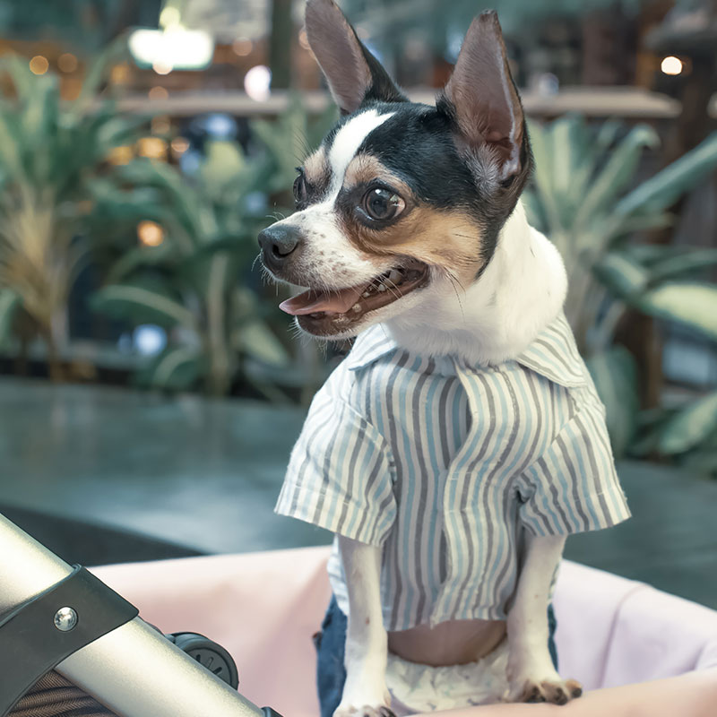 Unexpected Places to Take Your Dog During Winter