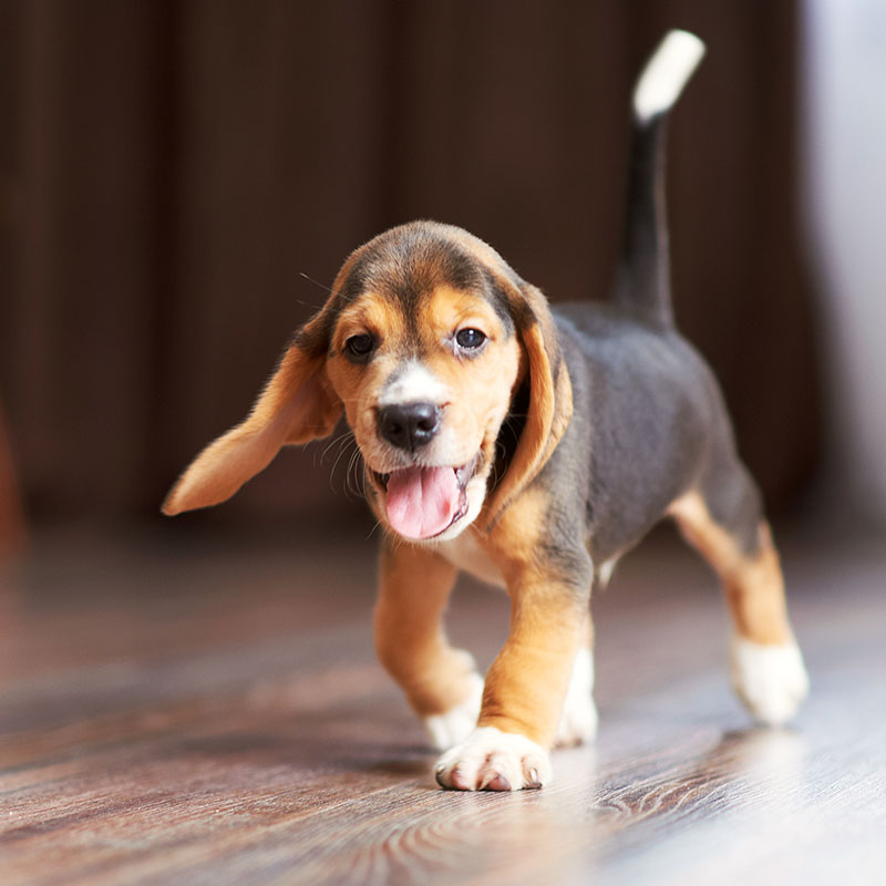 Keeping Your Puppy Healthy and Properly Fed