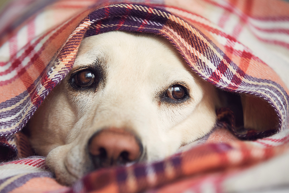 How To Help Your Shy Pet Survive a Thanksgiving Party