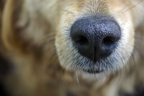 What Your Dogâ€™s Nose Knows