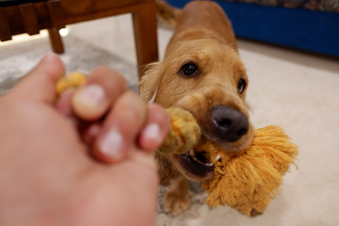 Puppy Power Chews: Top Teething Toys for Every Dog