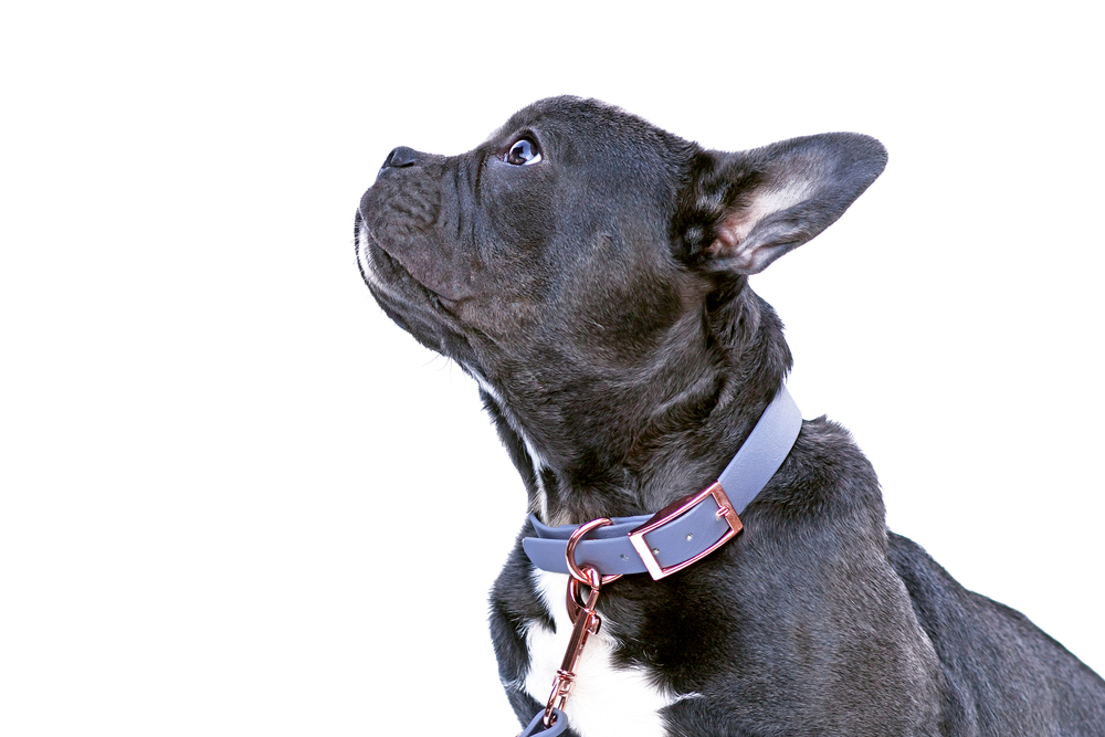 How Does a Flea Collar Work?