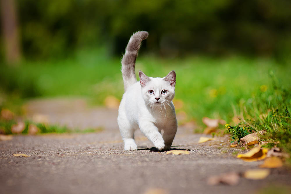 Meet the Cat Breed: Munchkin
