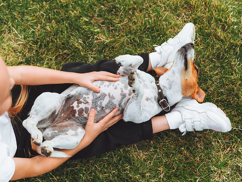 Gut Health in Dogs: Your Questions Answered