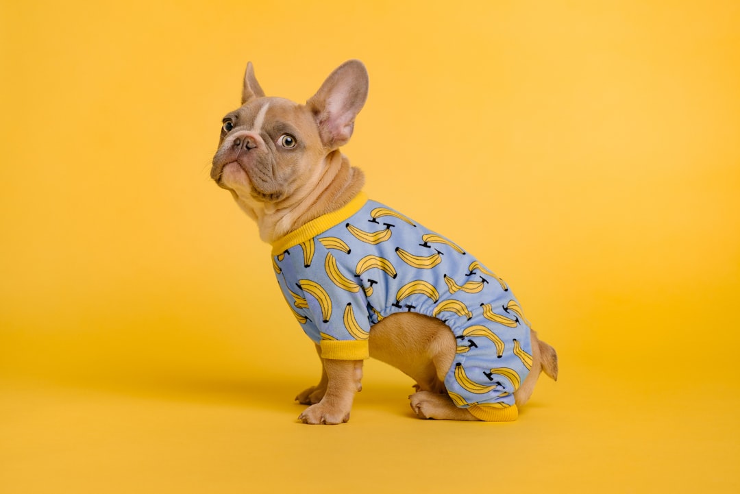 Snuggle Up: Top Dog Pajamas for Sweet Dreams