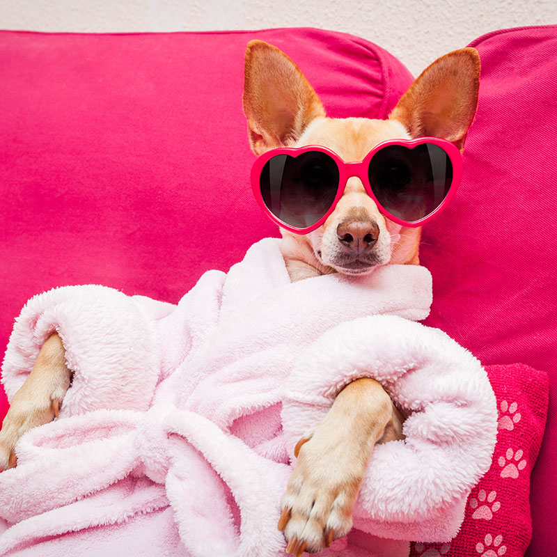 Celebrating National Spoil Your Dog Day the Right Way