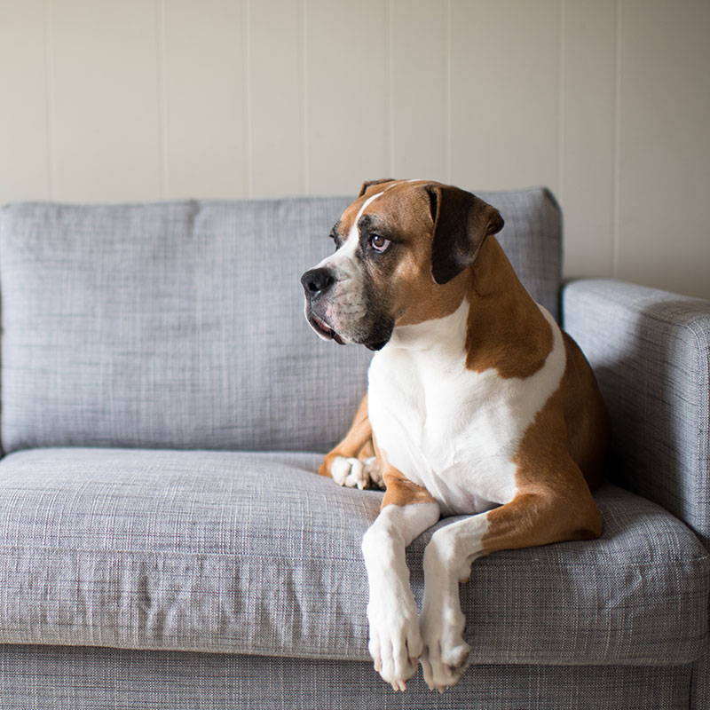 Protect Your Furniture With These Dog Training Techniques