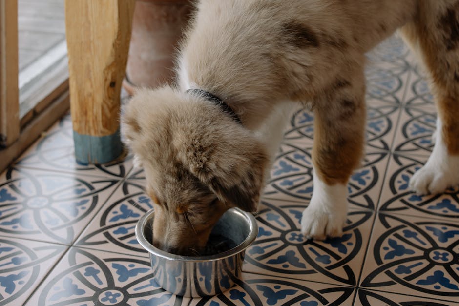 Why your puppy is begging for holistic ingredients