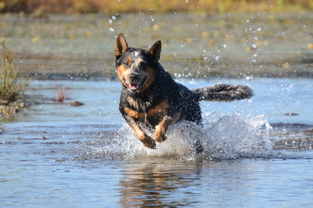 Choosing a Dog Breed Adapted for Hot Weather