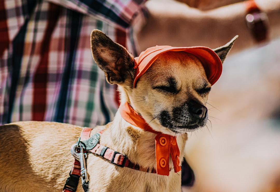 An Essential Guide to Finding Dog Hats