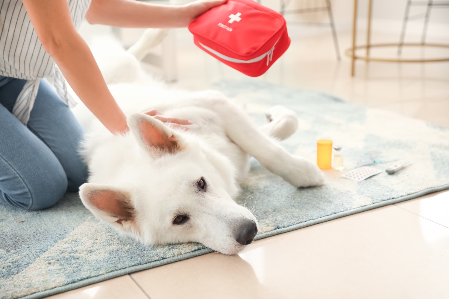 A guide to Pet First Aid: Preparation Matters
