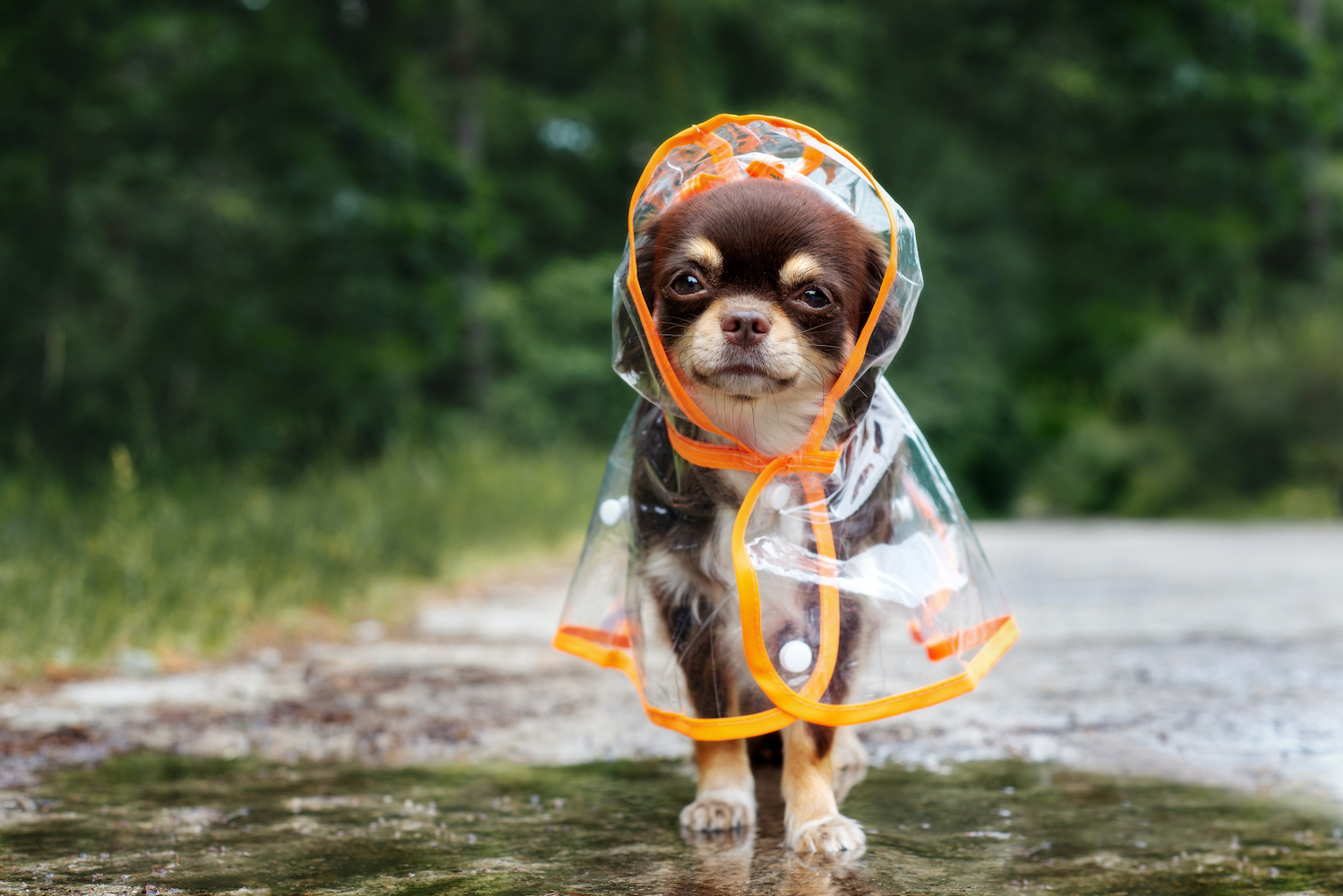 6 Tips for Walking Your Dog on Rainy Days