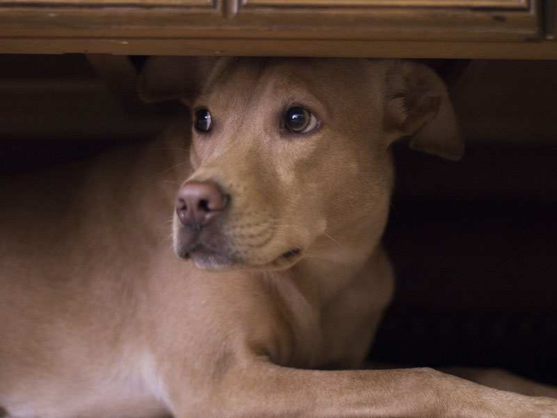 Are You Stressing Your Dog Out?