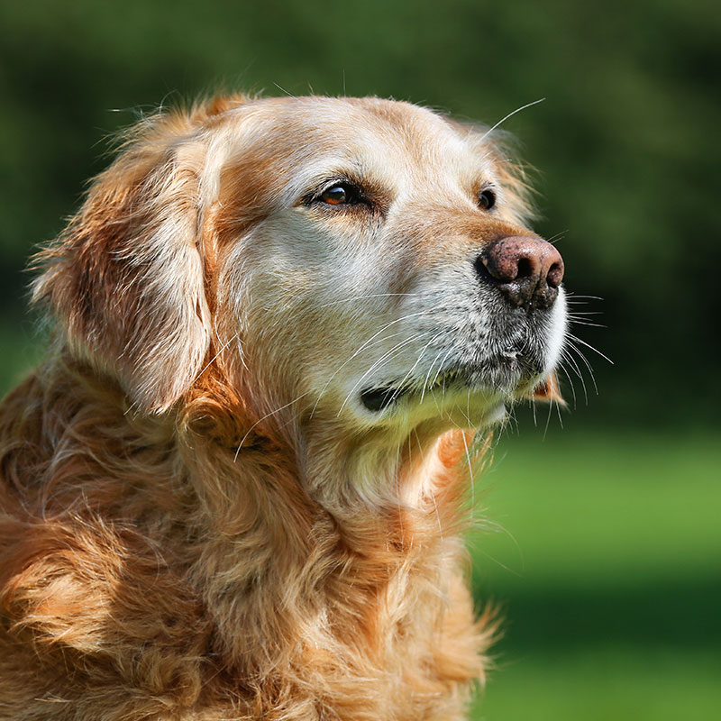 How To Choose Toys for Your Senior Dog