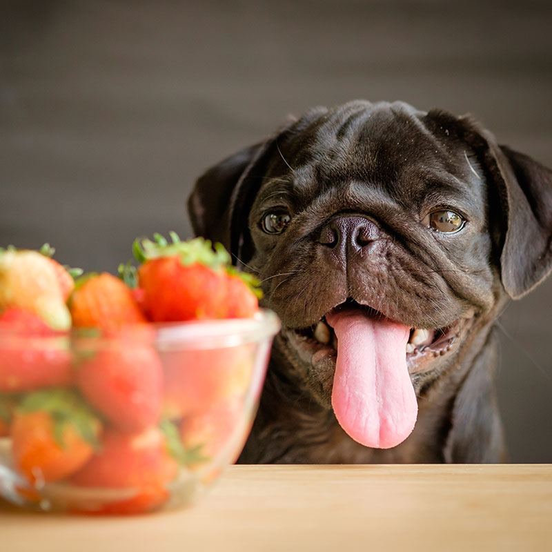 Feeding Your Pup Fruits and Veggies: The Do's and Don'ts