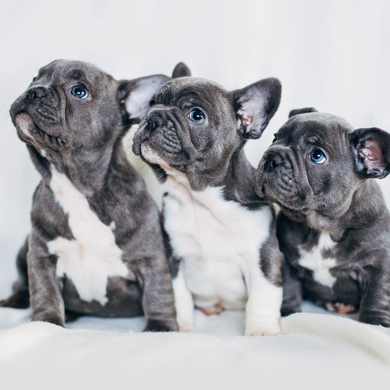 National Puppy Day: Providing for Your New Companion