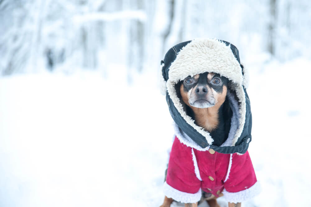 Do Dogs Like Wearing Clothes?