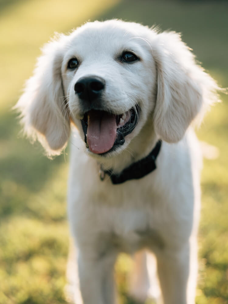 When Do Dogs Lose Their Puppy Teeth?