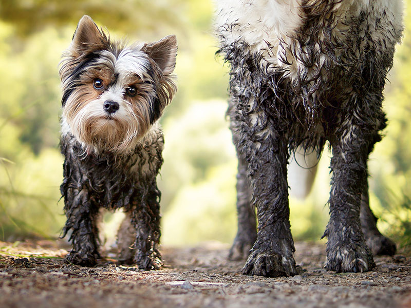 Tips and Tricks for Keeping Your Dog's Paws Clean