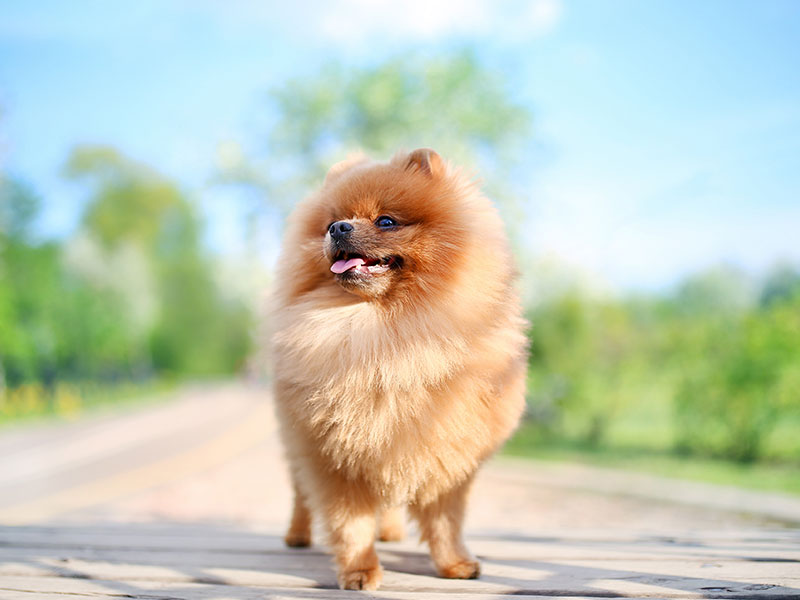 Getting Your Dog Into Dog Modeling