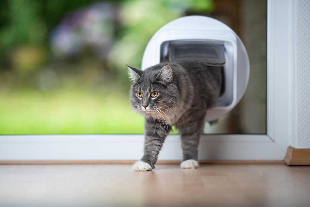 10 Tips for Letting an Indoor Cat Outside