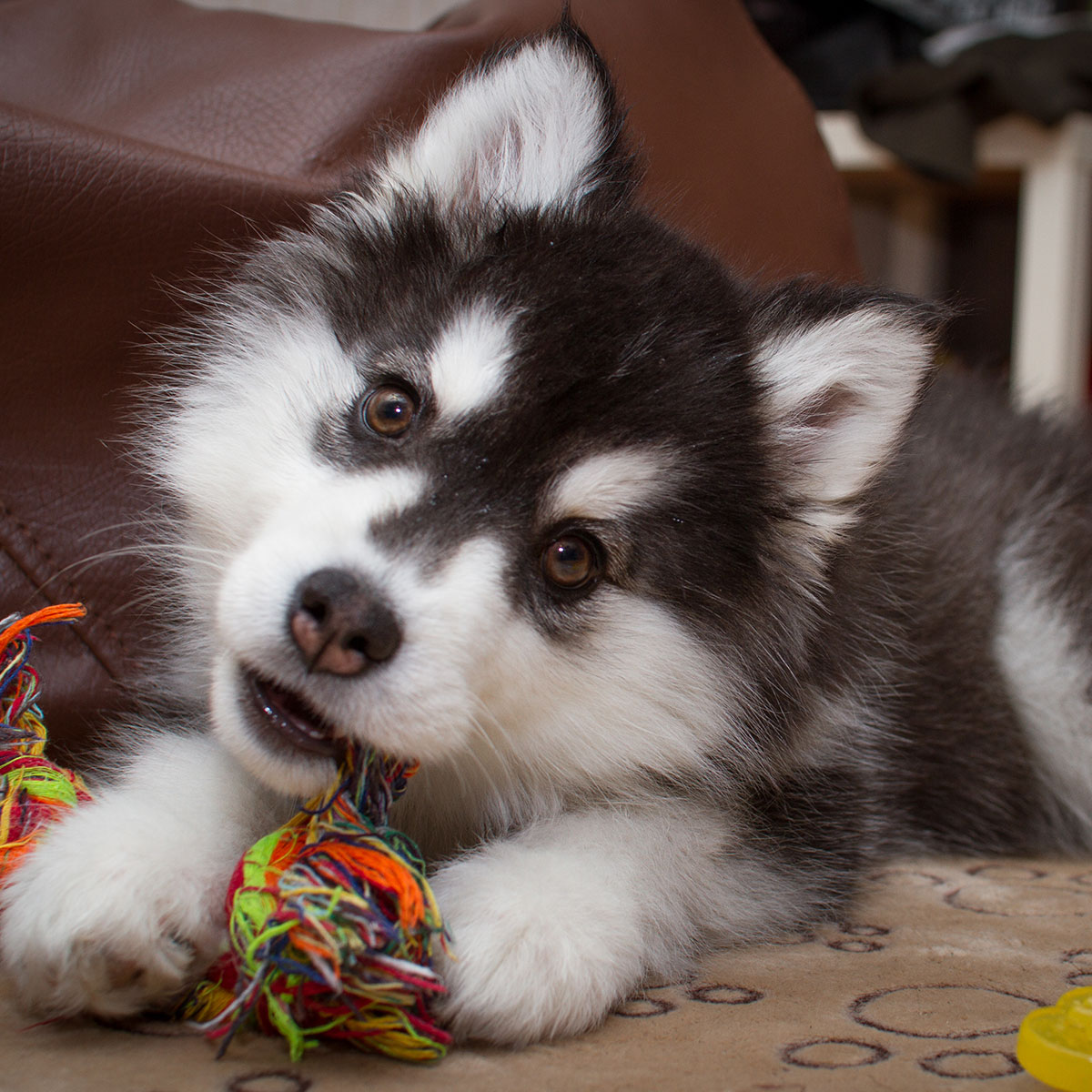 Essential Lessons to Teach Your New Pup in Honor of National Puppy Day
