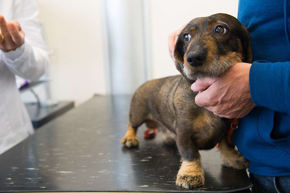 What To Do When Your Pet Is Scared To Go to the Vet
