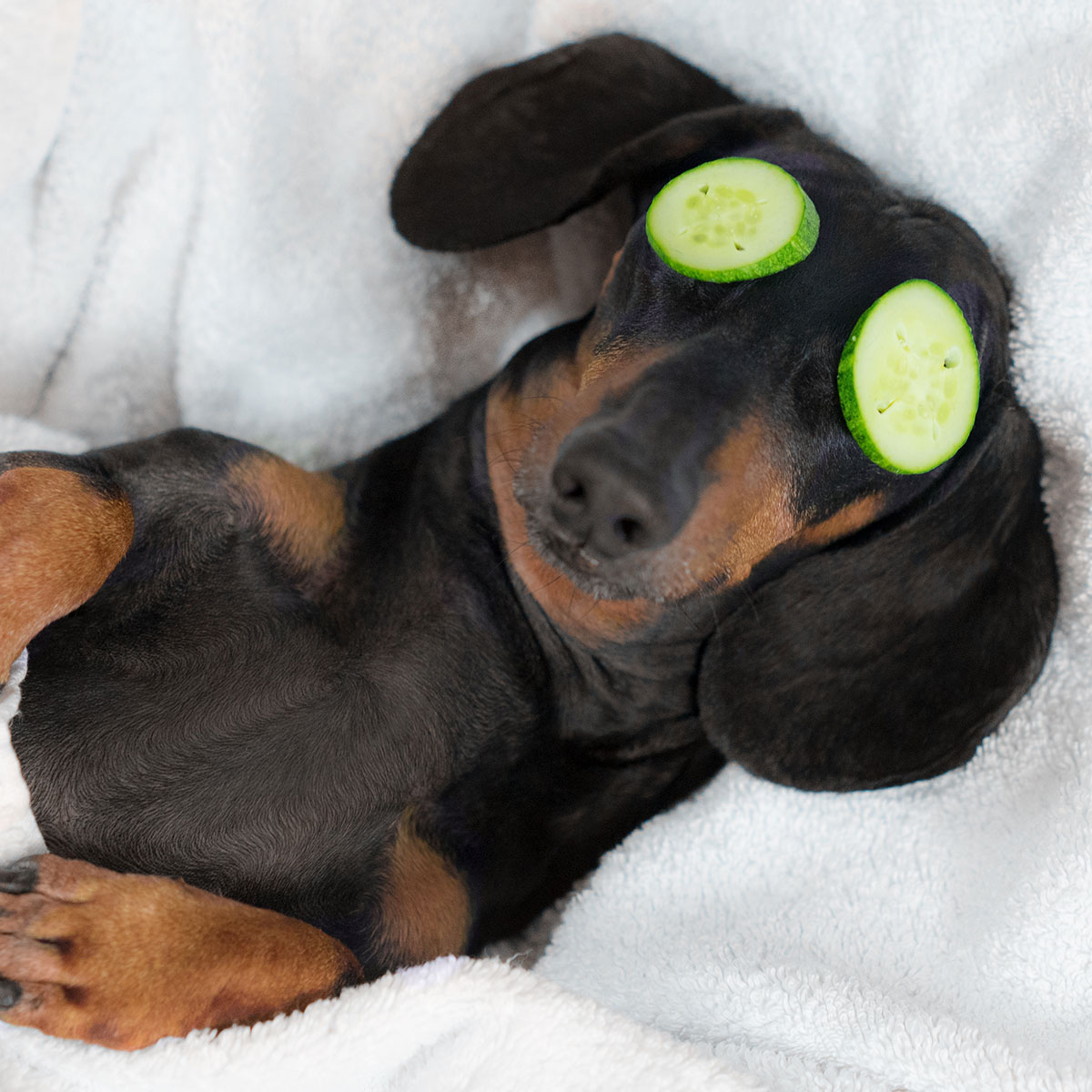 Pamper Your Pup With a Revitalizing Spa Day