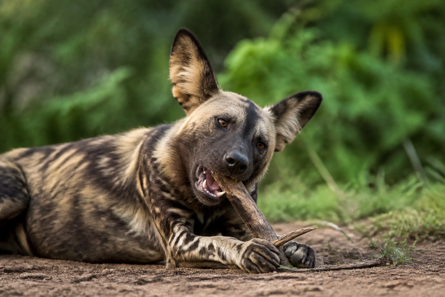 How Do Wild Dogs Keep Their Teeth Clean Naturally