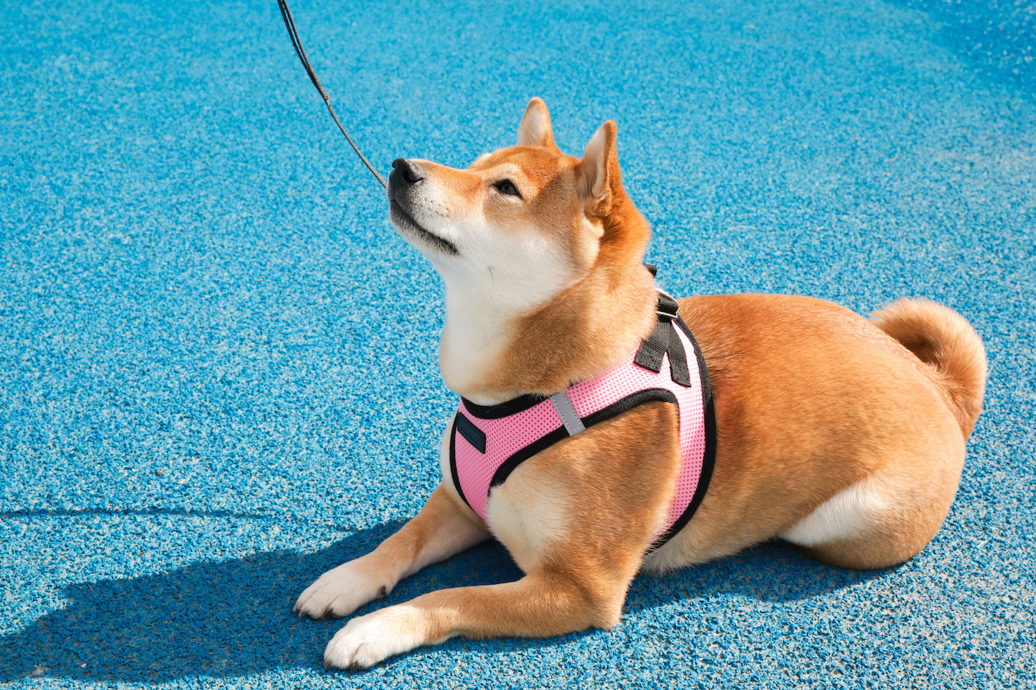 What Are The Benefits Of Dog Harnesses For Your Pet?