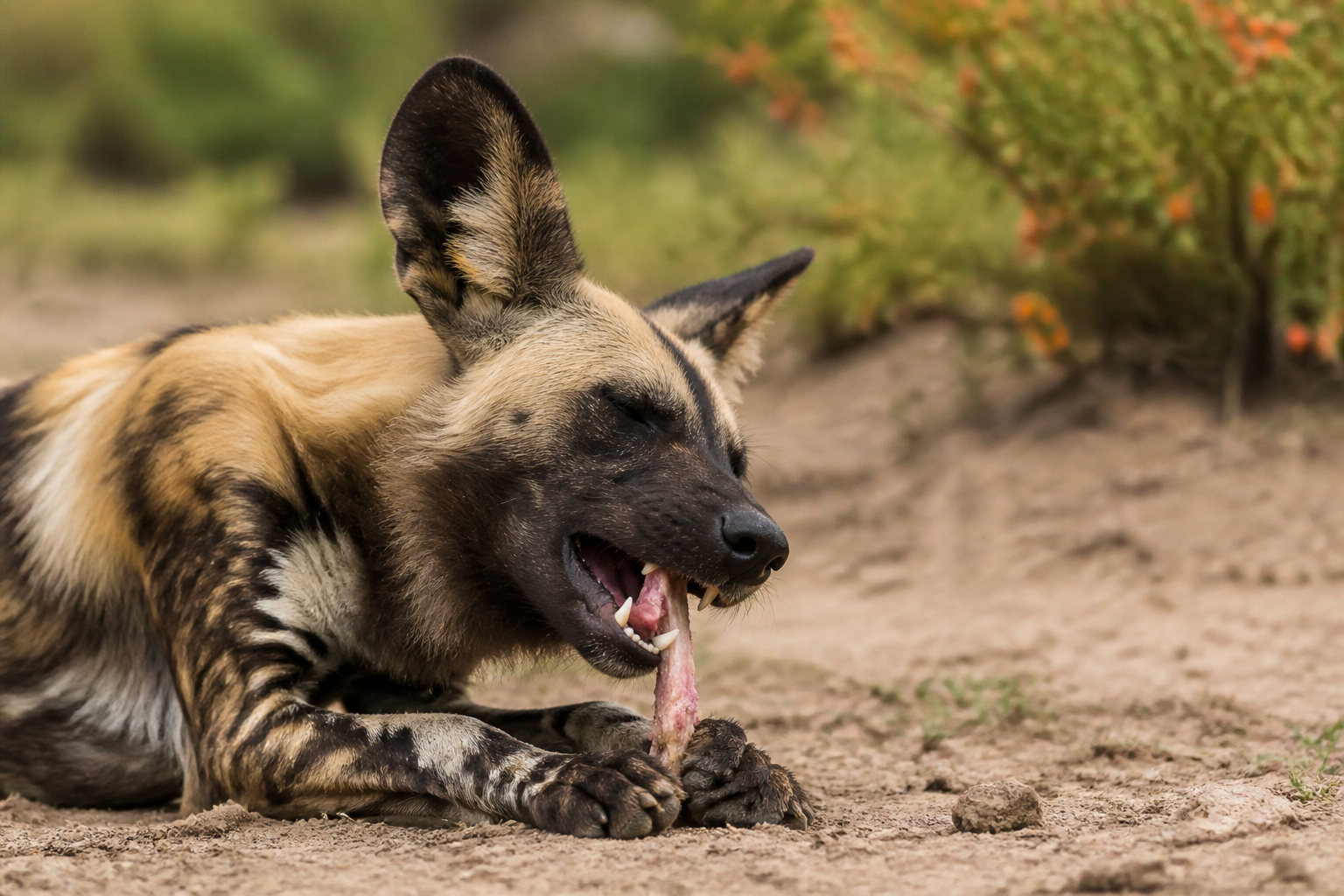 How Do Wild Dogs Clean Their Teeth