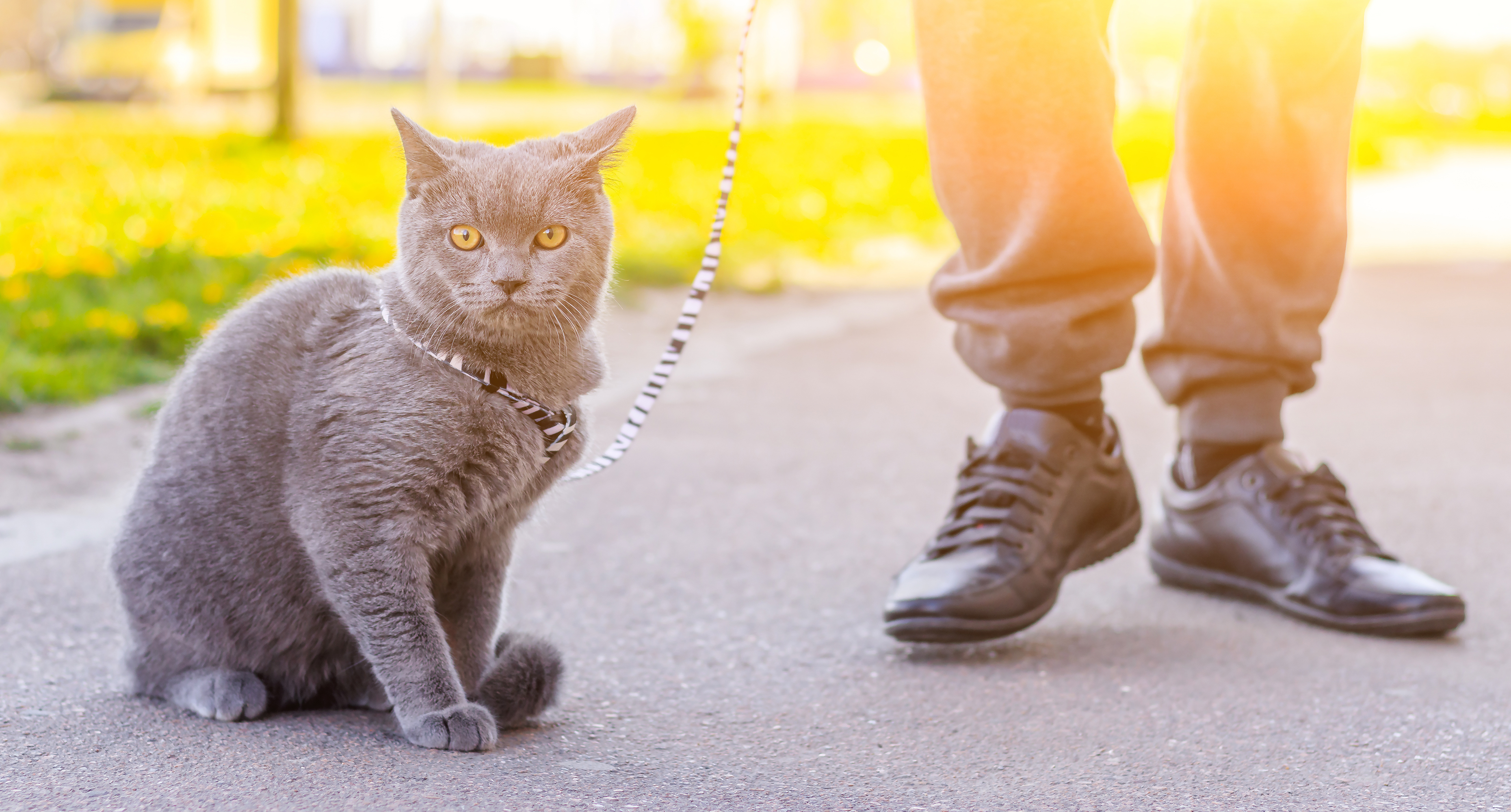Tips for Walking Your Cat