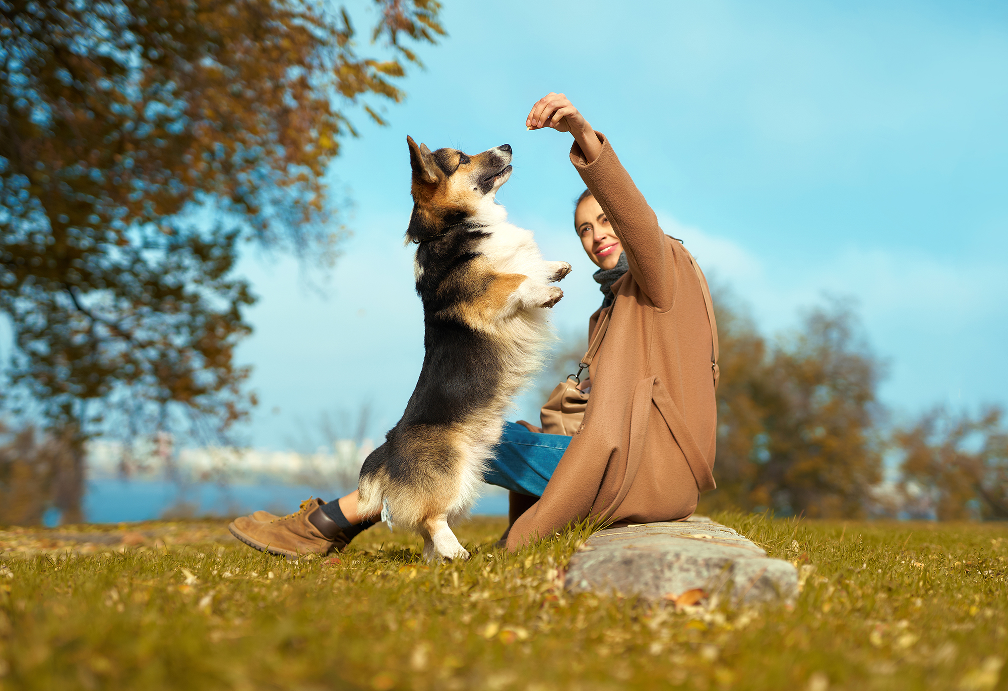 Best Training Treats for Your Dog