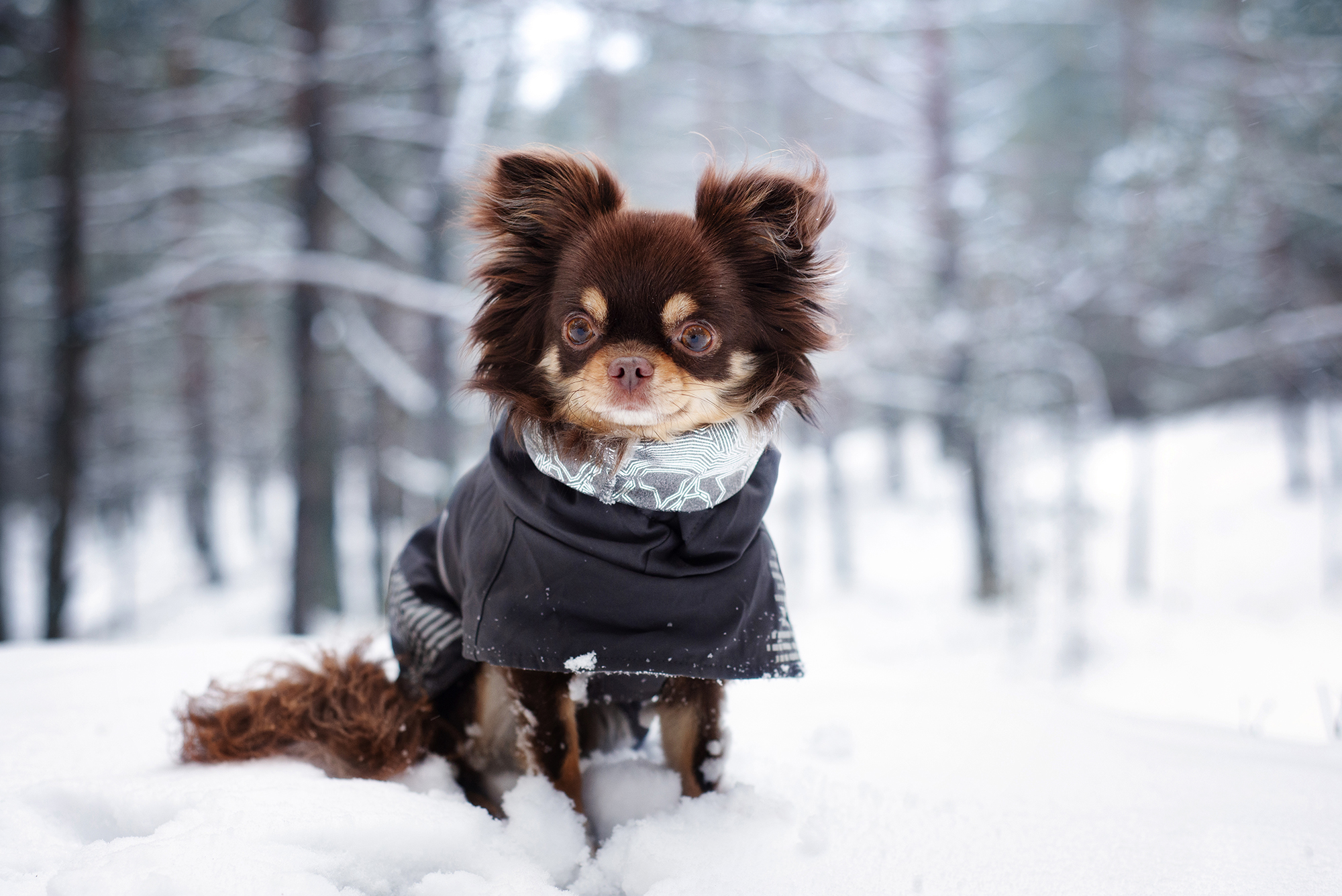 7 Winter Fashion Ideas for Your Dog