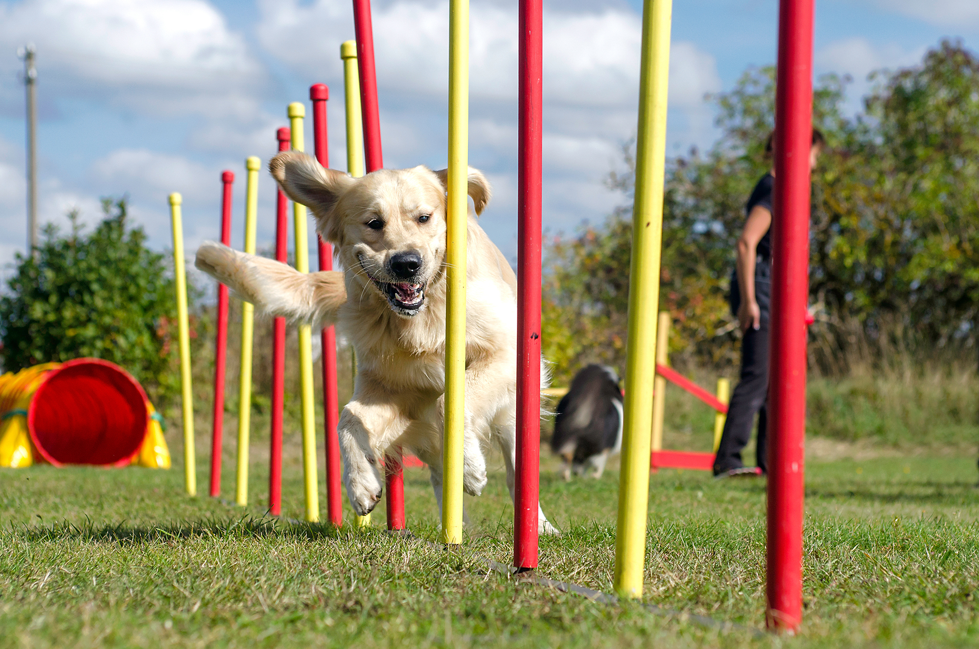 Celebrate National Train Your Dog Month