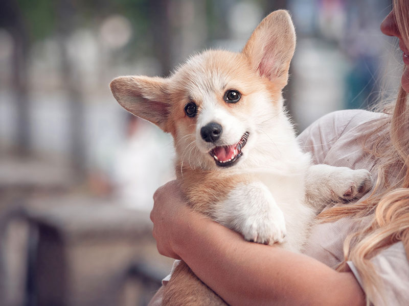 If Youâ€™re Looking for Happiness, Adopt a New Pet