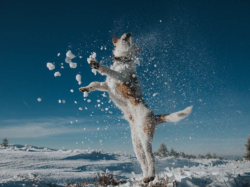 Your Pup and the Snow: What You need To Know for Safe Play